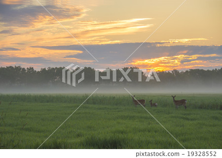 Deer in the morn in the morning 19328552