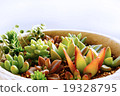 微型多汁植物在室內/種植多汁植物 19328795