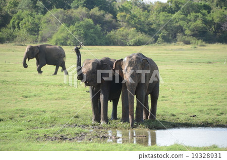 Elephant in Sri Lanka 19328931