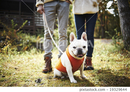 法國鬥牛犬 法國鬥牛犬 19329644