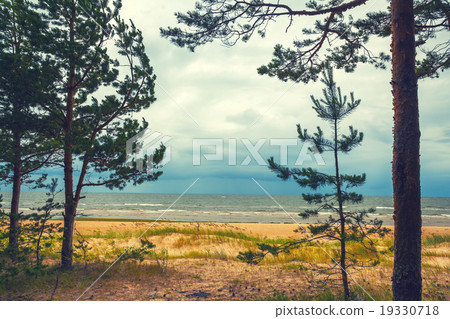 Pine trees on the beach 19330718