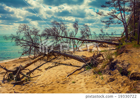 Fallen pine tree on the beach 19330722