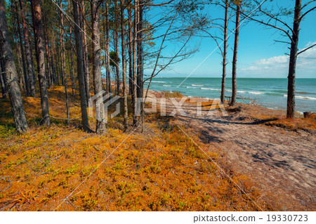 Deserted sea coast, pine forest on the beach 19330723