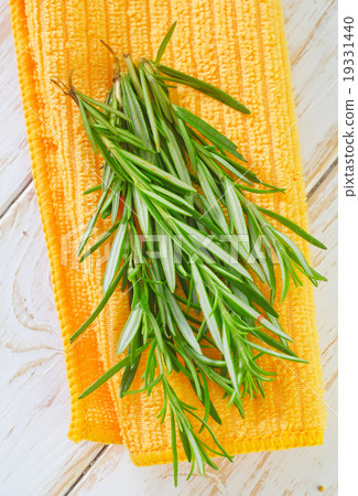 rosemary rosemary 19331440