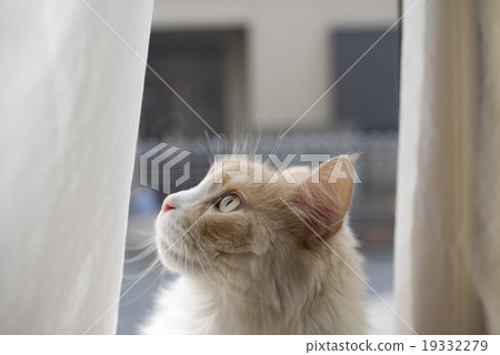 A cat looking up outside the window A cat looking up outside the window 19332279