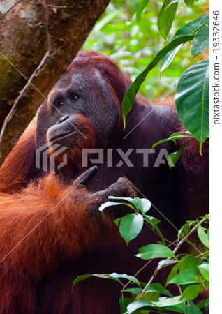 Alpha male orang utan eating portrait front Alpha male orang utan eating portrait front 19332646