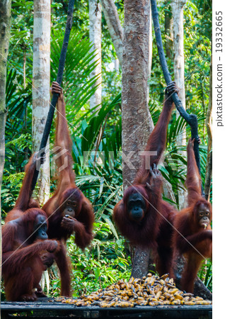Orang Utan hanging on a tree in the jungle 19332665
