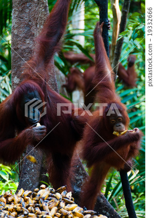 Three Orang Utan hanging on a tree in the jungle Three Orang Utan hanging on a tree in the jungle 19332666