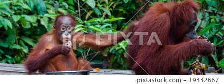 Baby Orang Utan sitting in a bowl and his mother 19332667