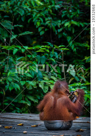 Baby Orang Utan sitting in a bowl Indonesia Baby Orang Utan sitting in a bowl Indonesia 19332668