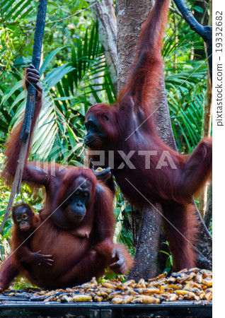 two Orang Utan hanging on a tree in the jungle 19332682