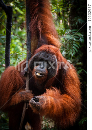Alpha Male Orang Utan hanging on a tree in the Alpha Male Orang Utan hanging on a tree in the 19332687