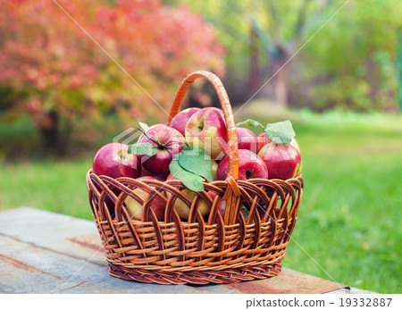 Basket with organic apples Basket with organic apples 19332887