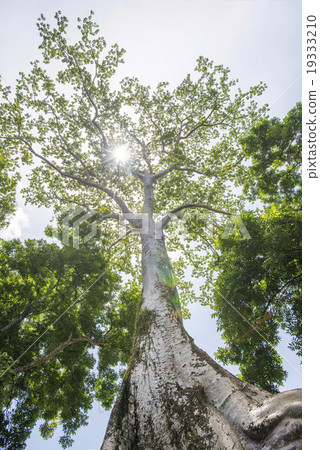 柬埔寨暹粒塔帕拉姆遺址 19333210