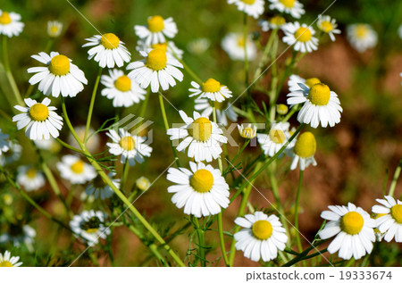 Chamomile (Chamaemelum nobile L.). Chamomile (Chamaemelum nobile L.). 19333674