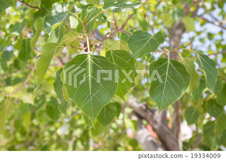 Close up of Sacred Fig Tree's leaves 19334009