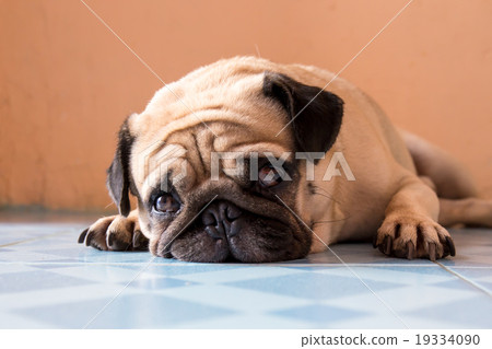 a cute Pug dog with a sad, fat face, sleep 19334090