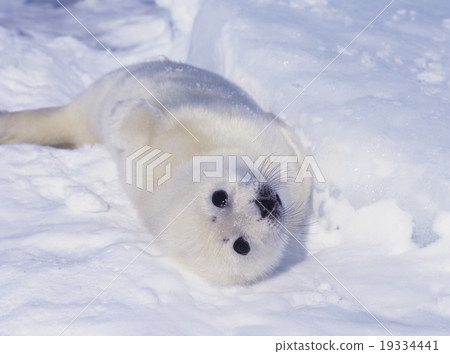 Newborn sea seal sealed Canada 19334441