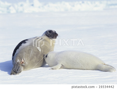 Lying breast feeding seal Canada 19334442