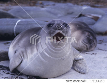 南像海豹兒 19334449