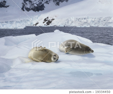 威德爾海豹在南極冰上打apping 威德爾海豹在南極冰上打apping 19334450