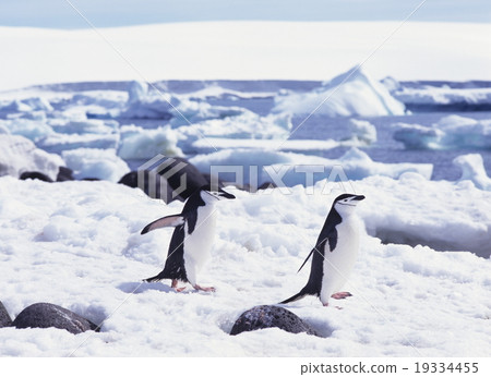 Beard penguin Antarctica Beard penguin Antarctica 19334455