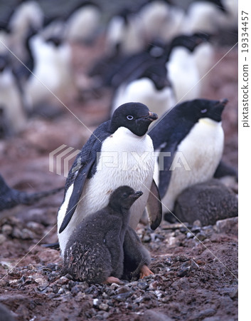 Adelie penguin parent and child Antarctica 19334457