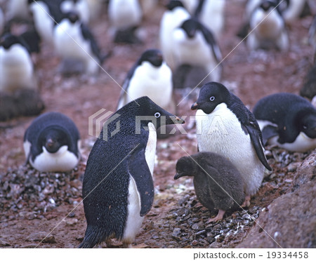 阿德利企鵝的家庭南極洲 19334458
