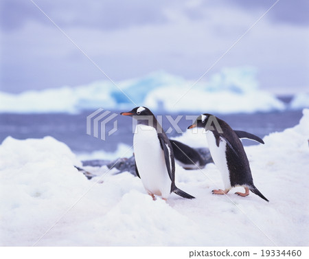 Gentoo penguin Antarctica 19334460