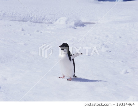 阿德利企鵝南極洲 19334464