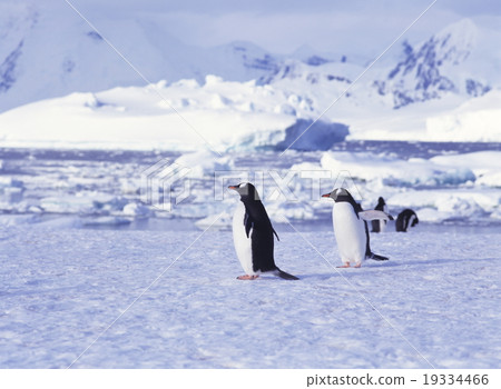 Gentoo penguin Antarctica 19334466