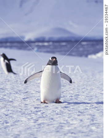 Gentoo penguin Antarctica Gentoo penguin Antarctica 19334467