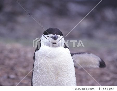 Beard penguin Antarctica Beard penguin Antarctica 19334468