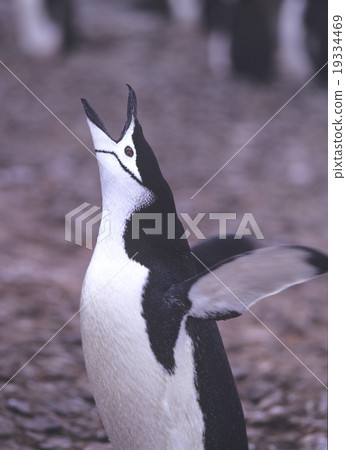 Beard penguin Antarctica Beard penguin Antarctica 19334469