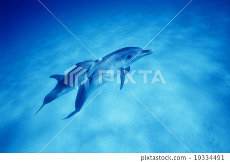 Parent and child of dolphin 19334491