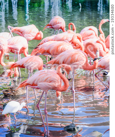 The pink Flamingo bird on the lake in the park The pink Flamingo bird on the lake in the park 19334680