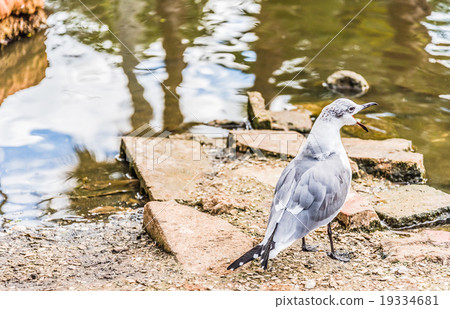 Seagull bird on the lake in the winter Seagull bird on the lake in the winter 19334681