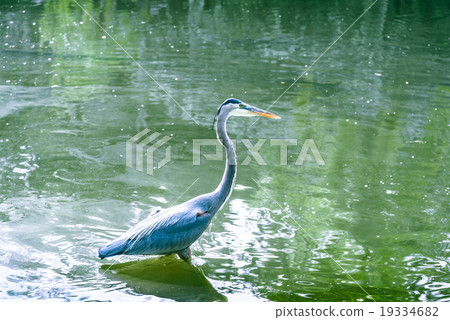 Demoiselle Crane Bird on the lake 19334682