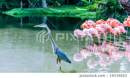 Demoiselle Crane Bird on the lake Demoiselle Crane Bird on the lake 19334683