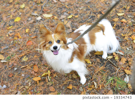 Papillon Papillon狗寵物步行圖像 Papillon Papillon狗寵物步行圖像 19334743