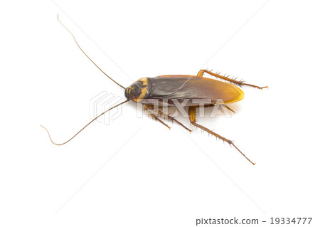 Closeup cockroach isolated on a white background 19334777