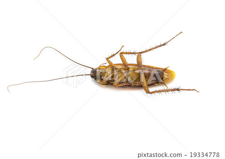Closeup cockroach isolated on a white background 19334778
