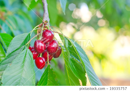 cherry on tree 19335757