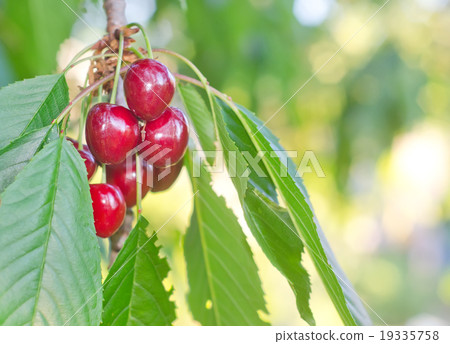 cherry on tree cherry on tree 19335758