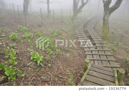 A mountain tree road and a young leave of a bay station 19336774