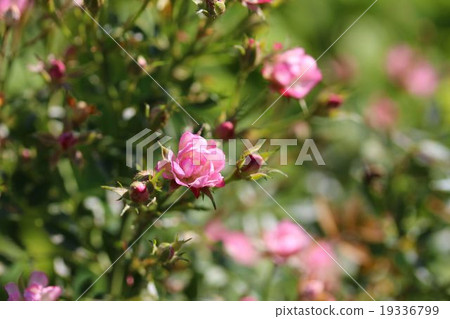 迷你玫瑰 19336799