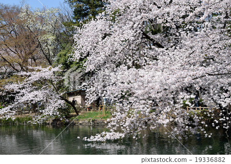 井之頭公園,東京,井之頭池塘,盛開的櫻花 井之頭公園,東京,井之頭池塘,盛開的櫻花 19336882
