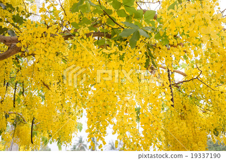 Cassia fistula flower 19337190