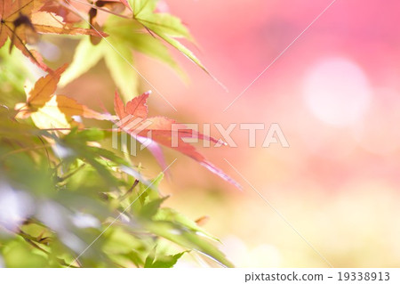蓬鬆背景槭樹有桃紅色背景 蓬鬆背景槭樹有桃紅色背景 19338913
