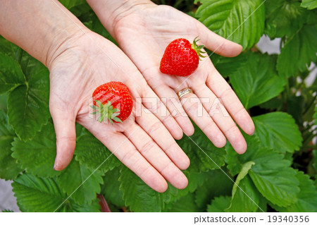 Strawberries on hands 19340356
